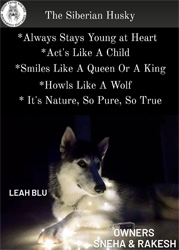 wolves