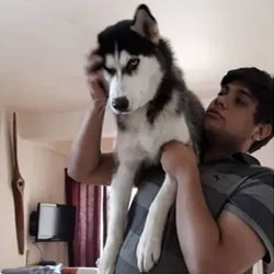 wolves