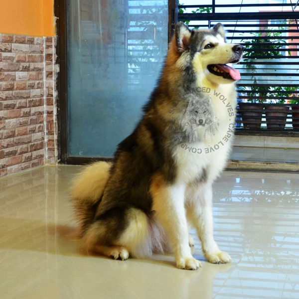 wolves